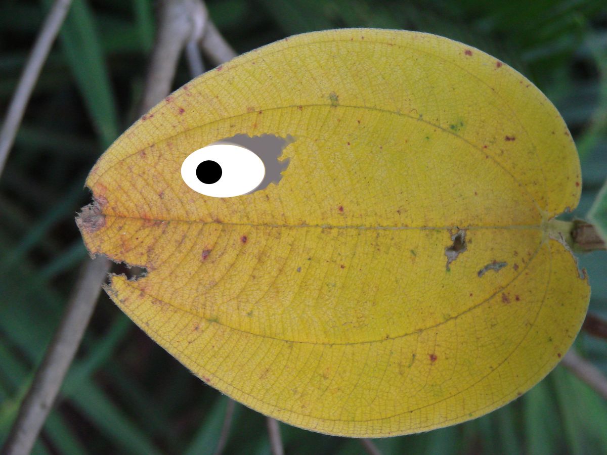 Leaf fish