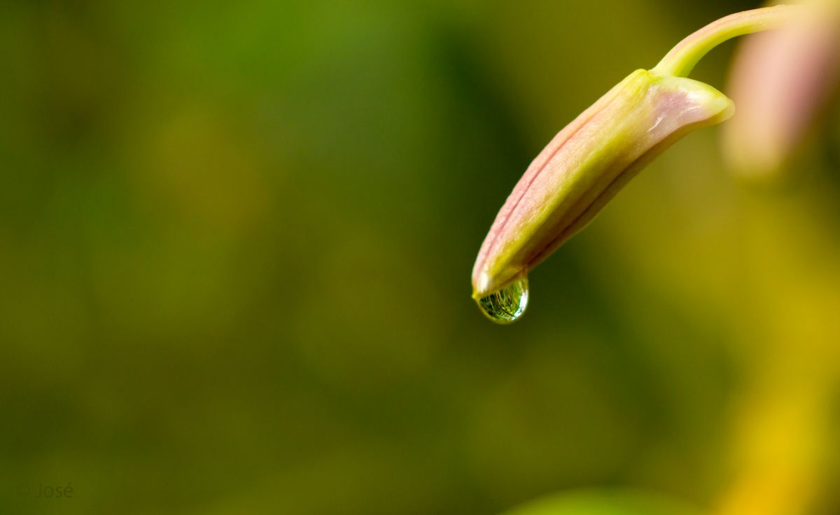 Gemaakt op de Orchideeën Hoeve