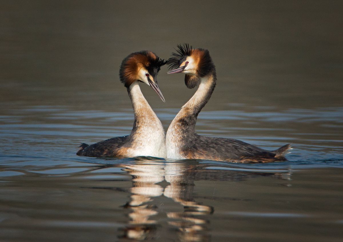 Great crested Grebe