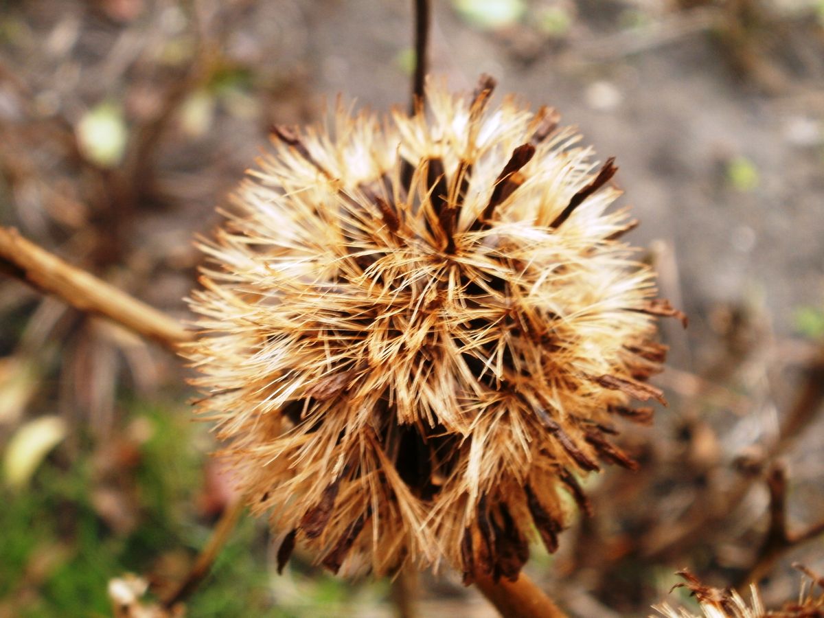 Dandelion.