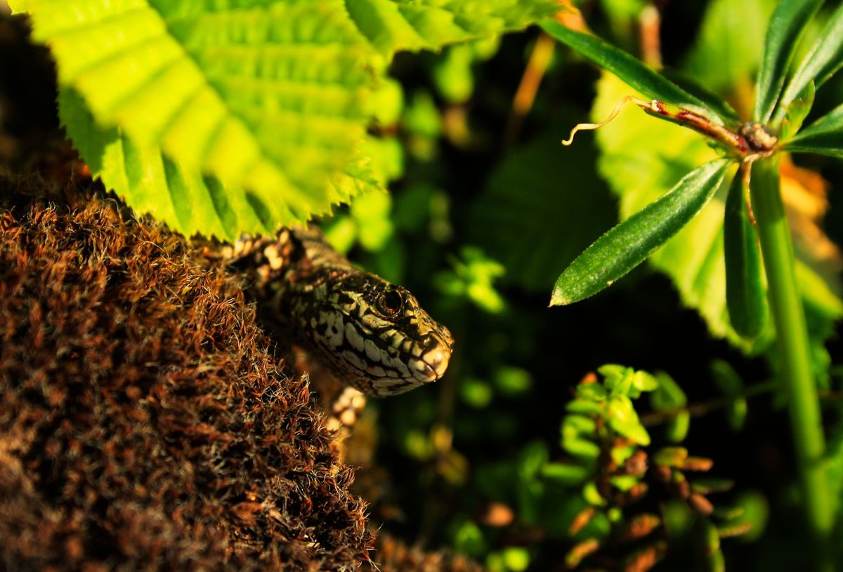 Camouflaged lizard