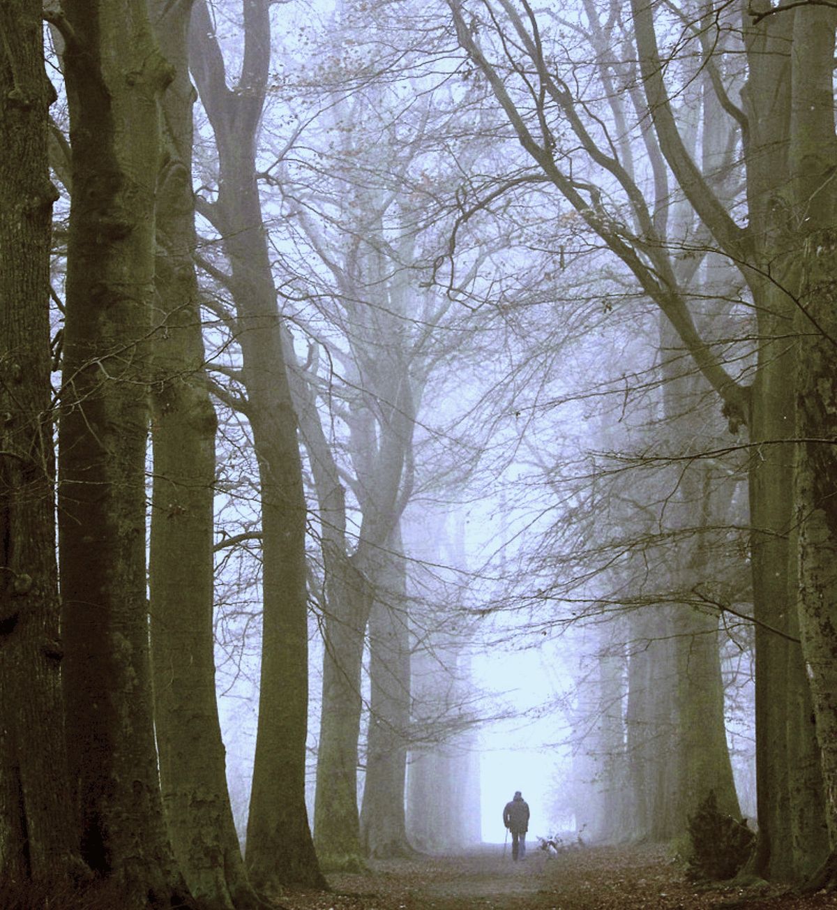 A foggy day in the wood