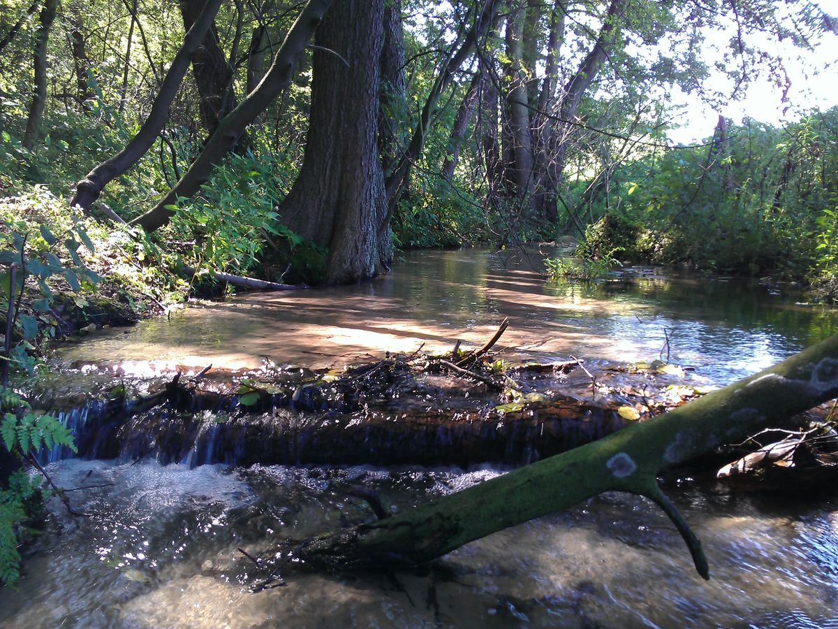 stream in the forest