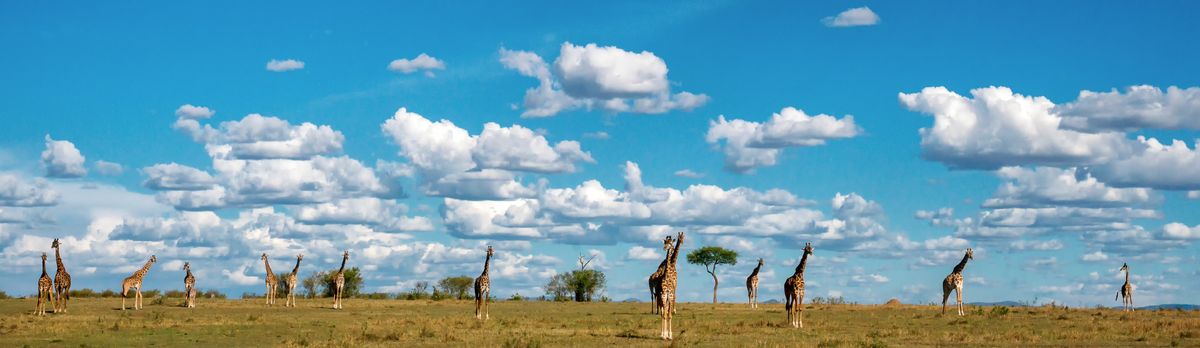 MAASAI MARA, KENYA