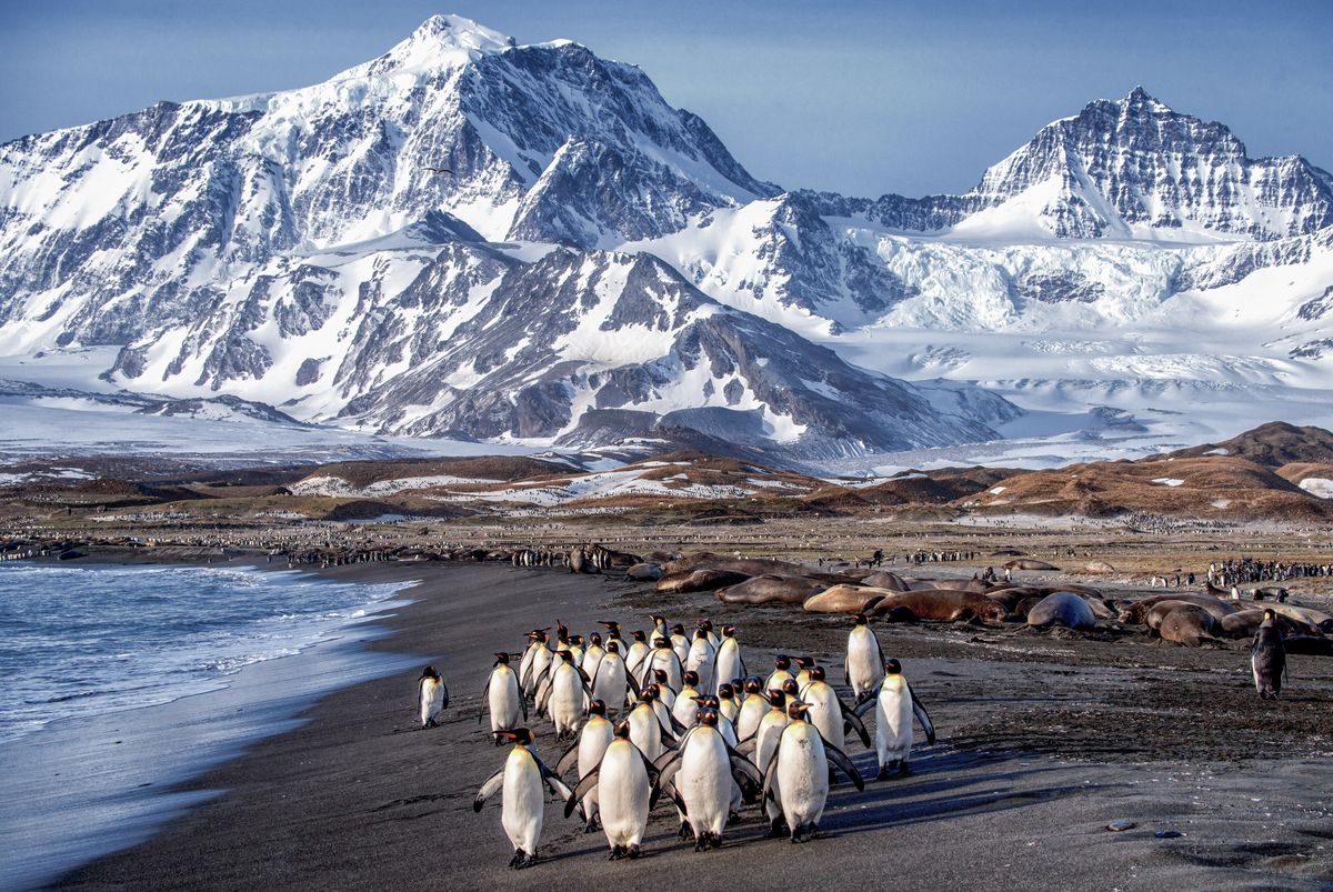 KING PENGUINS GRACE THE SHORES OF ST ANDREW'S BAY