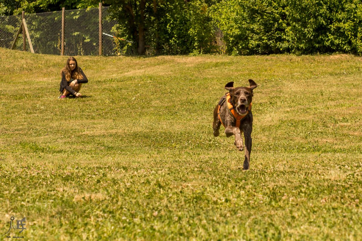 unser Pflegehund Luna im vollen Lauf