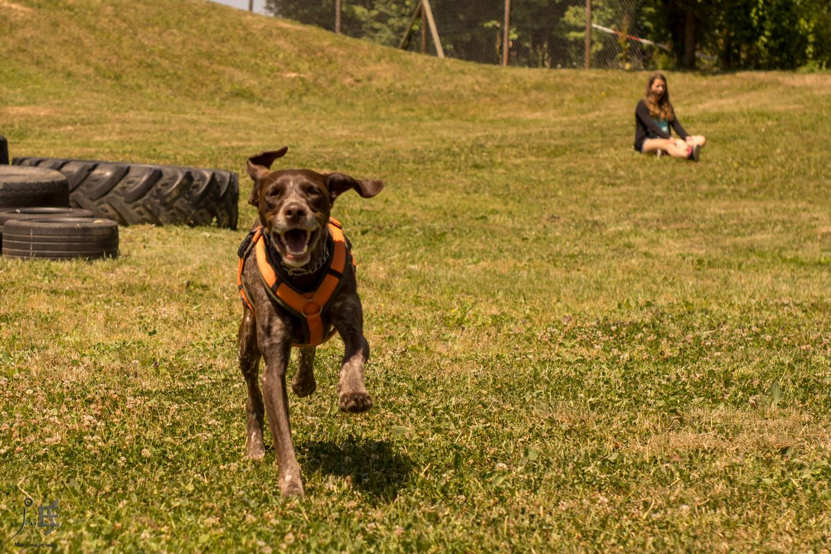 unser Pflegehund Luna liebt die Geschwindigkeit!