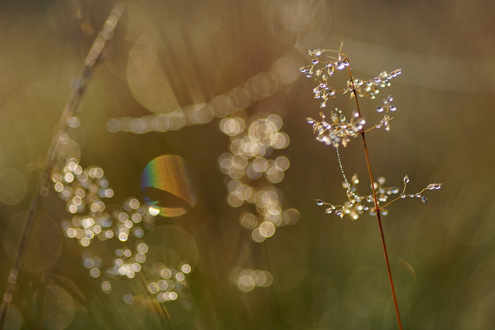 Morgentau_50.jpg Morgentau_50.jpg