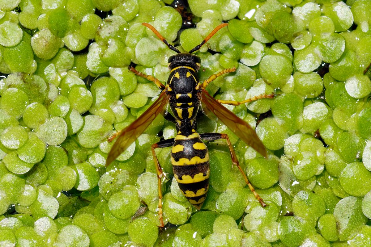 Der Wissenschaftlicher Name lautet : (Vespula germanica)