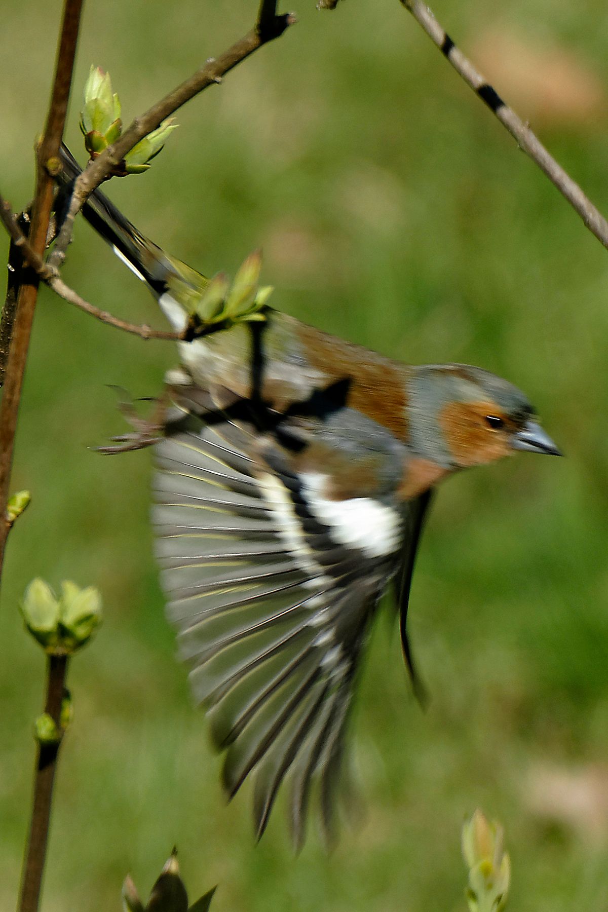 Der Wissenschaftlicher Name lautet : Fringilla coelebs