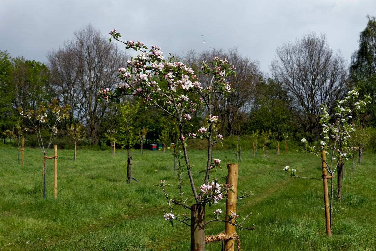 Eine Obstwiese oder Obstgarten in Schapen