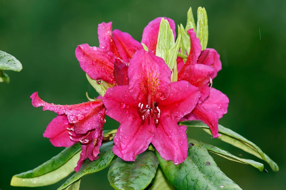 Rhododendron von griechischen abgeleitet : Rhodon = Rose und dendron = Baum. Der Rhododendron wird auch als Alpenrose bezeichnet !