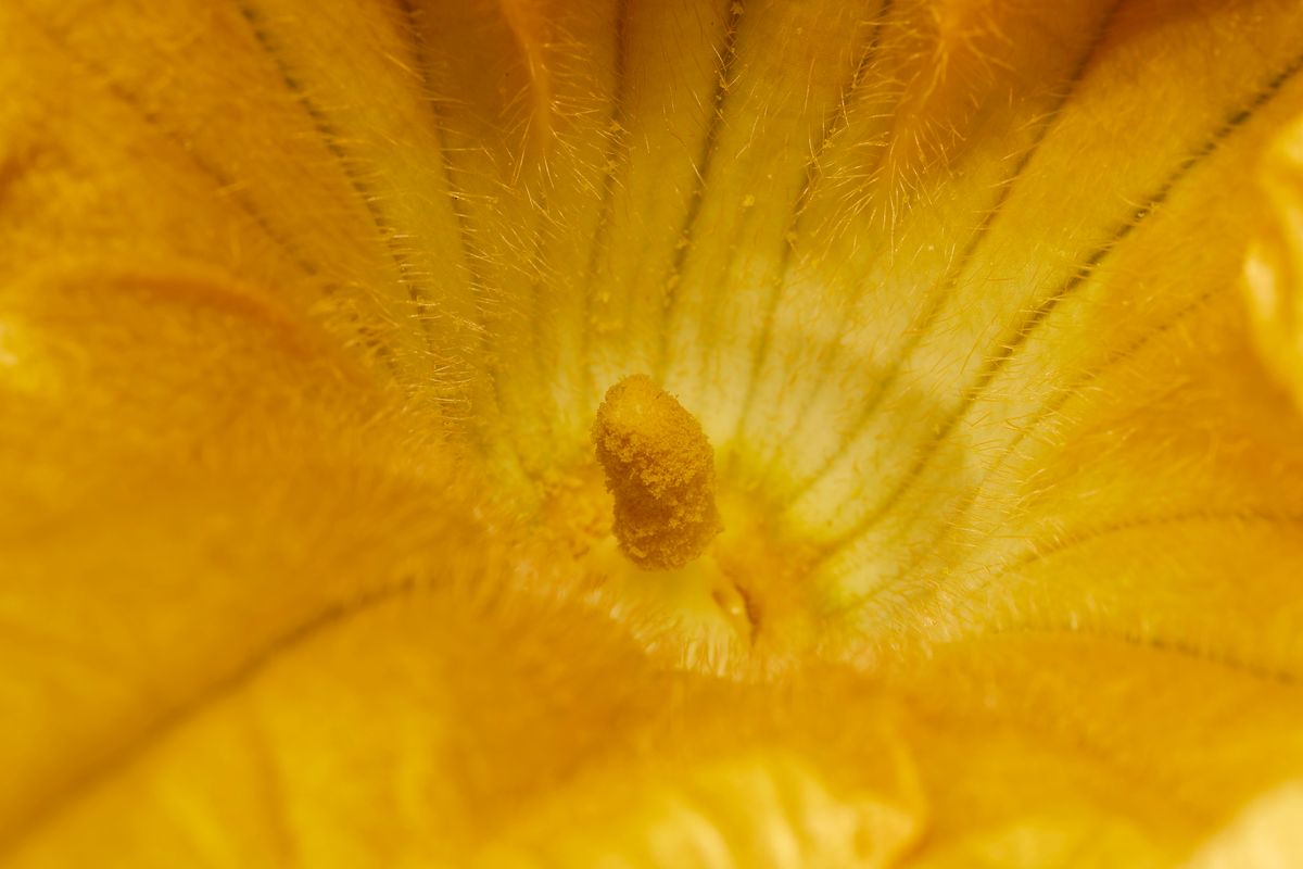Yellow Cucurbita blossom / Cucurbita ist der Wissenschaftlicher Name für Kürbisse / Die Blüte wurde in Heimischen Garten aufgenommen.