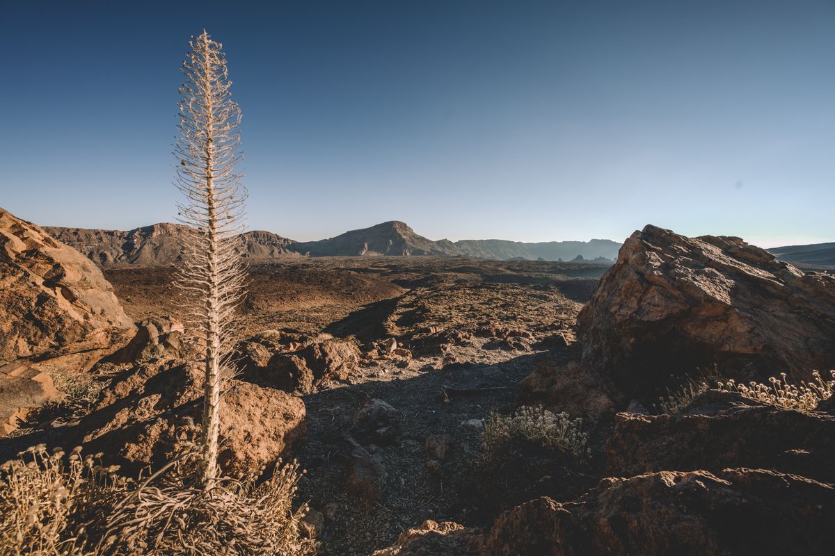 Dry Flower in the very Old Volcano at Teide National Park #tenerife  More Photography in my Protfolio >> https://www.tofphotographies.com/