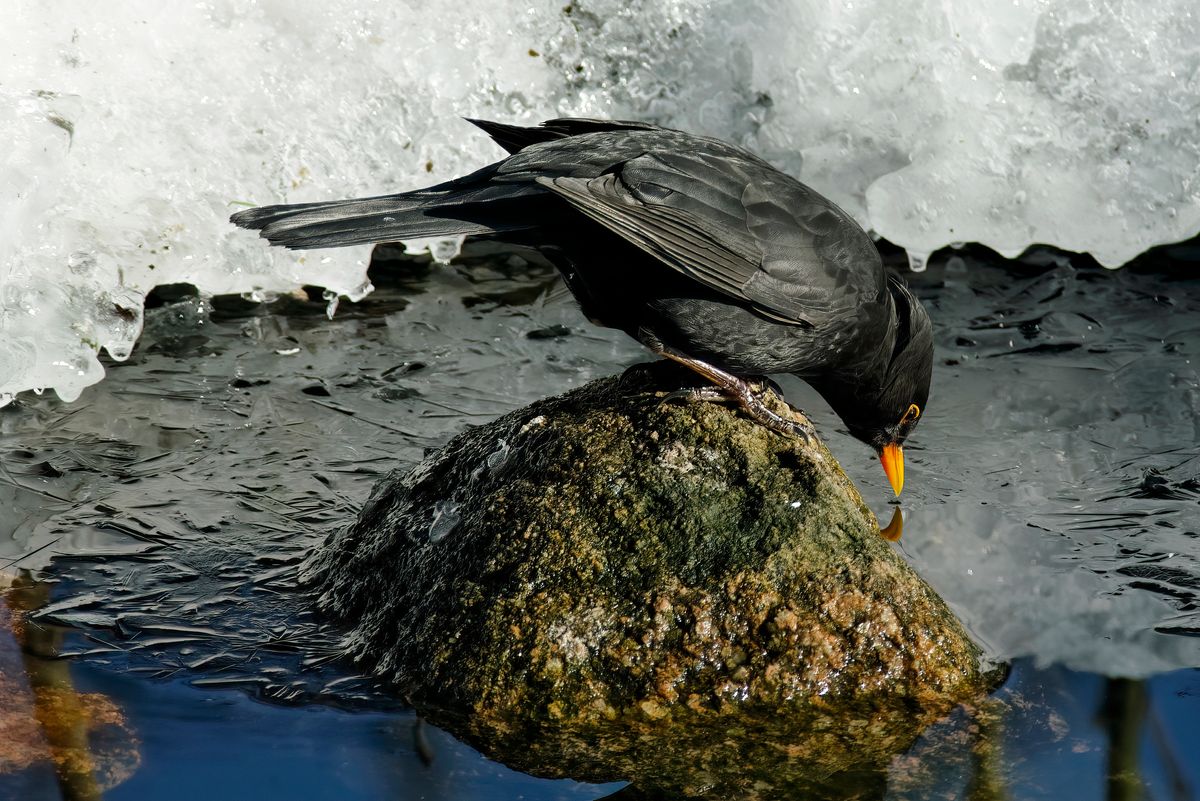 Das Amsel Männchen oder Schwarzdrossel, lässt sich anhand seines schwarzen Federkleid, gut von den Weibchen unterscheiden.