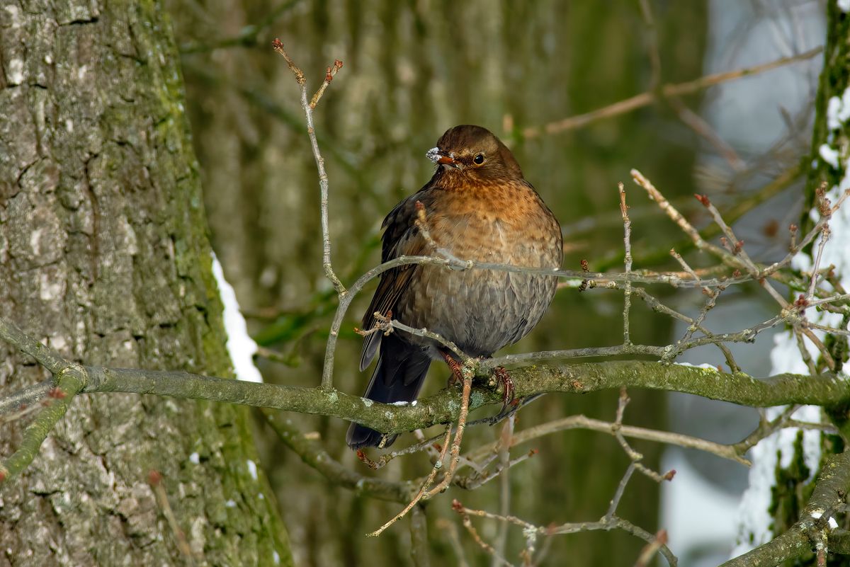 Ein Amsel Weibchen, bin mir aber nicht zu 100 Prozent sicher