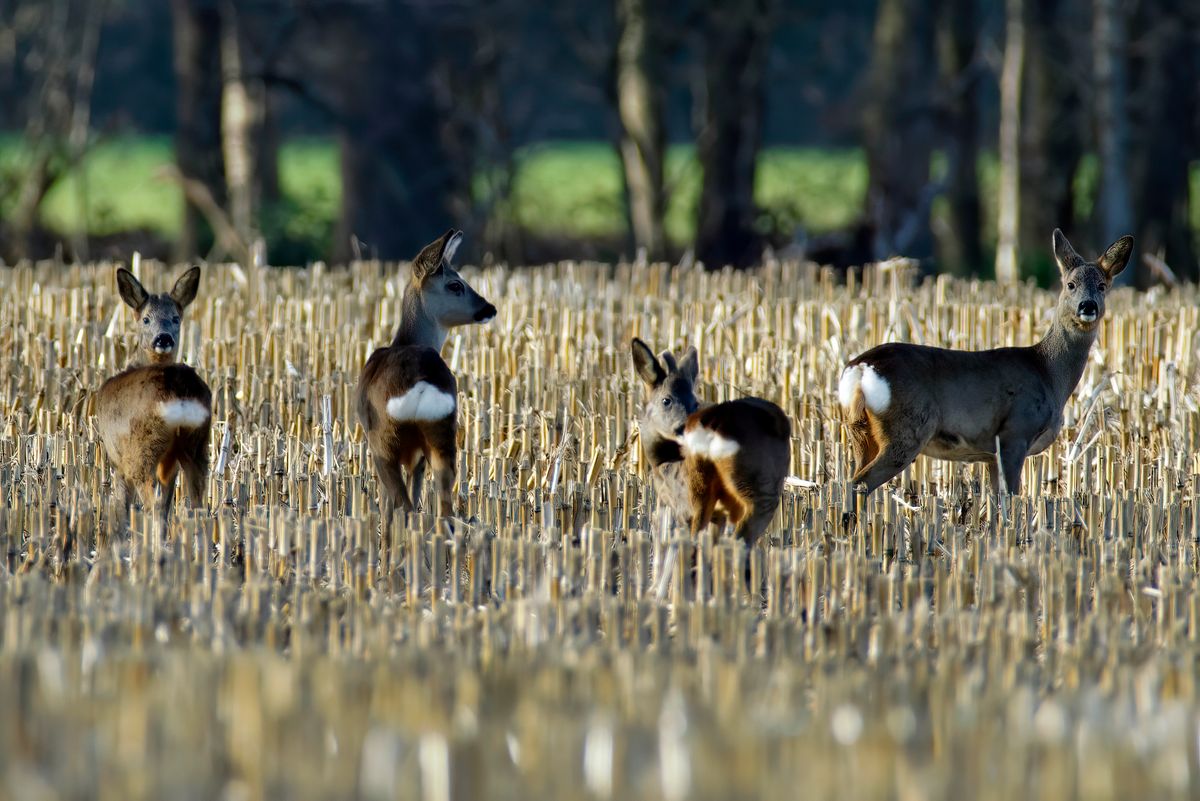 Ein Trupp Rehe, in Fachjargon wird so eine Ansammlung als "Ein Sprung" bezeichnet. (Es wurden auf der Aufnahme nicht alle 7 Tiere erfasst)