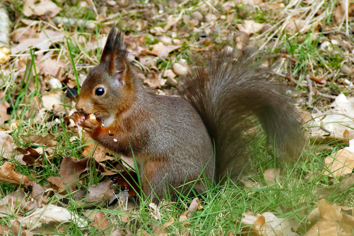 Ein Eichhörnchen frisst eine Eichel, ist die Frucht der Eiche