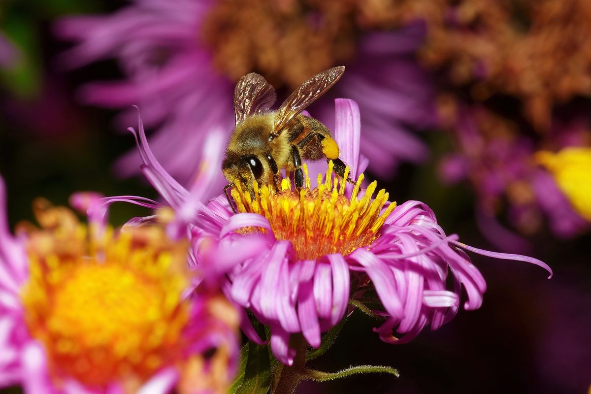 Eine Honigbiene (Apiformes oder Anthophila) beim Nektarsammeln  auf eine Aster Blüte. Location : Schapen / Emsland, Freihand Aufnahmetechnik