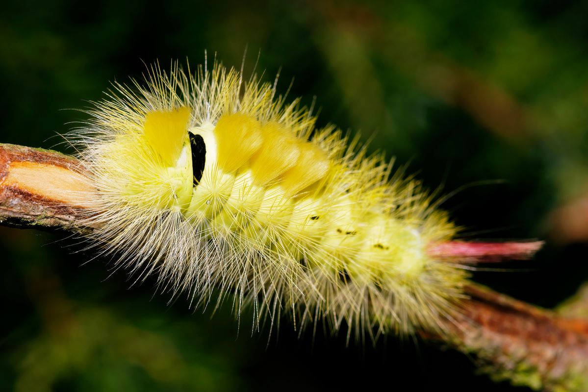 Die Raupe des Buchen-Streckfuß in der gelben Farbvariante. Der Buchen-Streckfuß (Calliteara pudibunda) oder auch Buchenrotschwanz ist ein  Schmetterling / Nachtfalter.