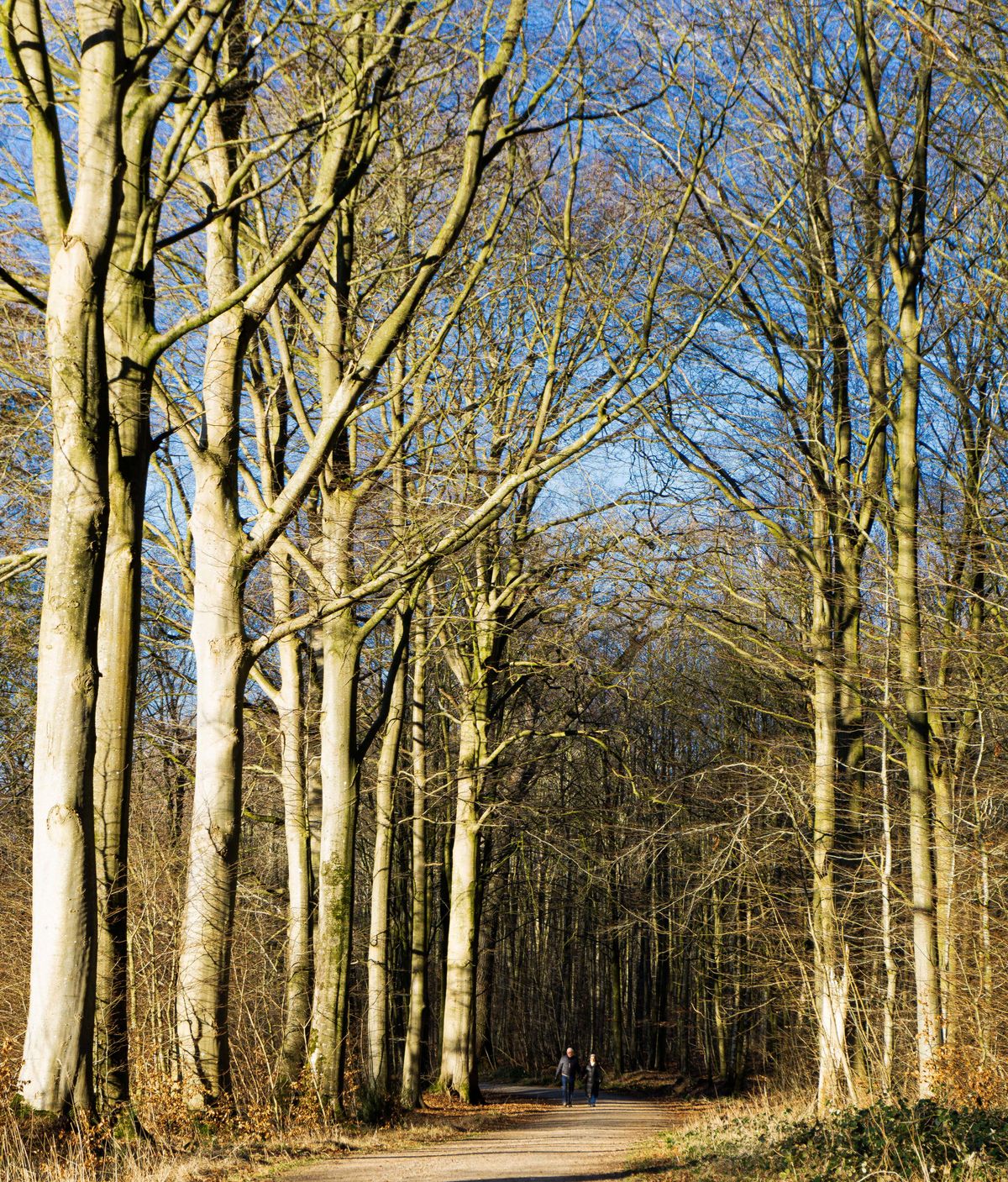 Waldspaziergang