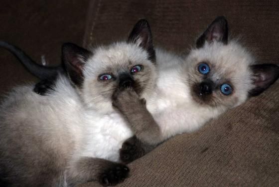 kittens-on-couch.jpg